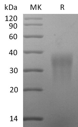 BL-2595NP: Greater than 95% as determined by reducing SDS-PAGE. (QC verified)
