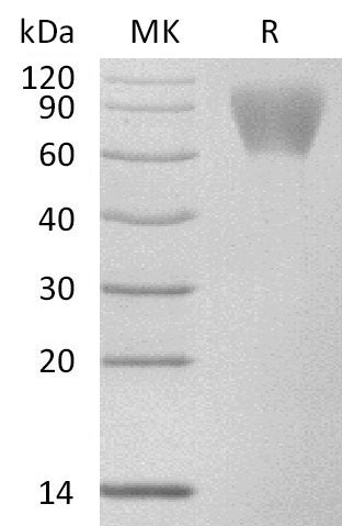BL-2629NP: Greater than 95% as determined by reducing SDS-PAGE. (QC verified)