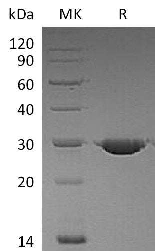 BL-1265NP: Greater than 95% as determined by reducing SDS-PAGE. (QC verified)
