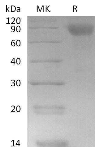 BL-2718NP: Greater than 95% as determined by reducing SDS-PAGE. (QC verified)