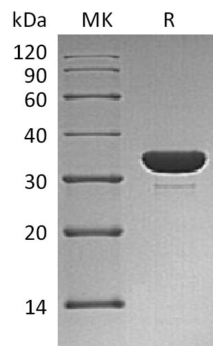 BL-1266NP: Greater than 95% as determined by reducing SDS-PAGE. (QC verified)