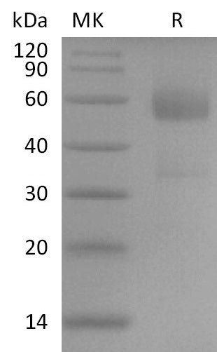 BL-2817NP: Greater than 95% as determined by reducing SDS-PAGE. (QC verified)