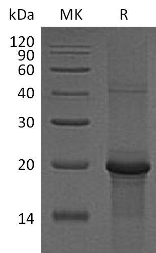 BL-1264NP: Greater than 90% as determined by reducing SDS-PAGE. (QC verified)