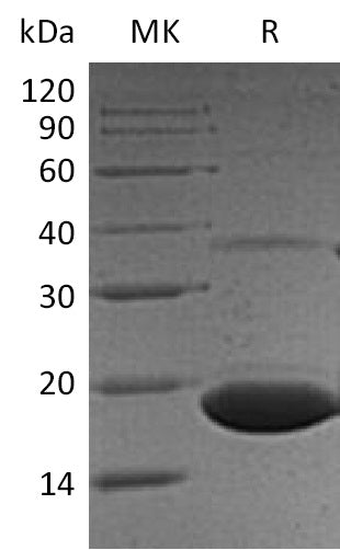 BL-1263NP: Greater than 90% as determined by reducing SDS-PAGE. (QC verified)