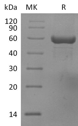 BL-2642NP: Greater than 95% as determined by reducing SDS-PAGE. (QC verified)Recombinant Human HLA-A*0201 TP53 complex Protein (C-10His)