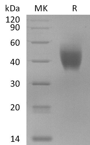 BL-2822NP: Greater than 95% as determined by reducing SDS-PAGE. (QC verified)Recombinant Macaca Mulatta IL-10RA Protein (C-6His)