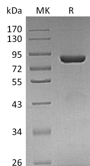 BL-1269NP: Greater than 95% as determined by reducing SDS-PAGE. (QC verified)Recombinant Human THOP1 Protein (C-6His)