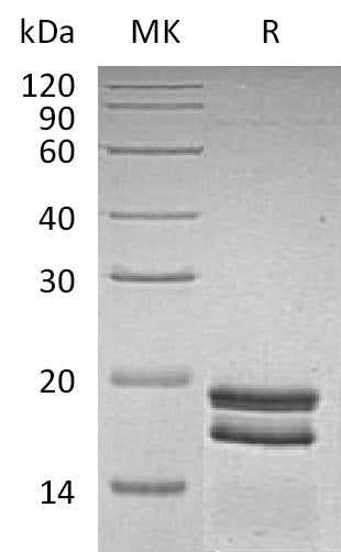 BL-0345NP: Greater than 95% as determined by reducing SDS-PAGE. (QC verified)