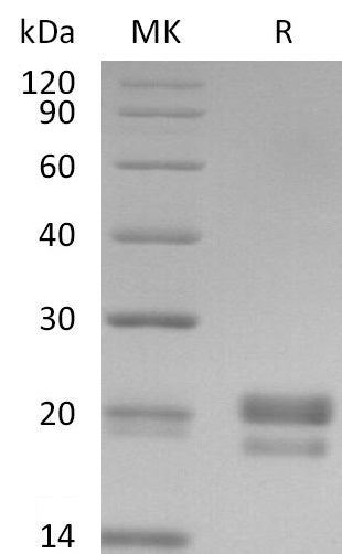 BL-2828NP: Greater than 95% as determined by reducing SDS-PAGE. (QC verified)