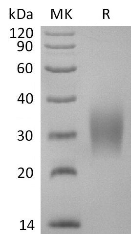 BL-2758NP: Greater than 95% as determined by reducing SDS-PAGE. (QC verified)