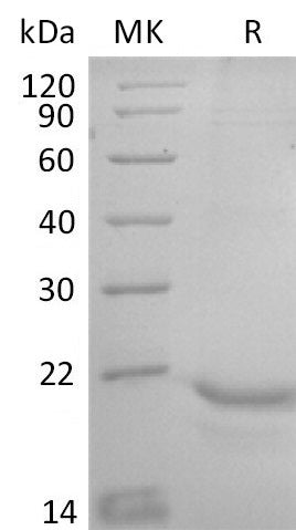 BL-2529NP: Greater than 70% as determined by reducing SDS-PAGE. (QC verified)Recombinant Human CLDN18.2 Protein (N-Twin strep-Flag)