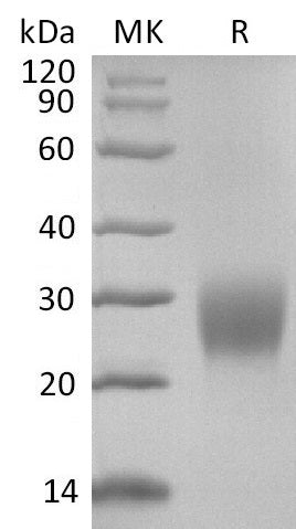 BL-2829NP: Greater than 95% as determined by reducing SDS-PAGE. (QC verified)