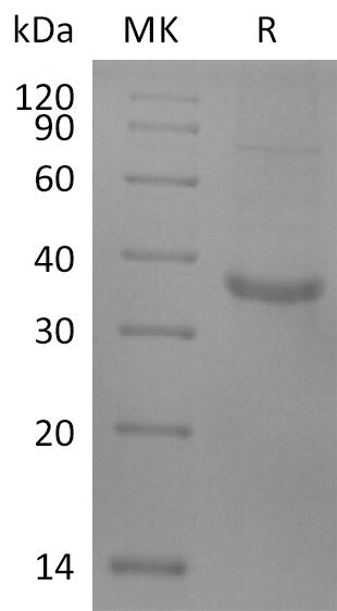 BL-2547NP: Greater than 70% as determined by reducing SDS-PAGE. (QC verified)
