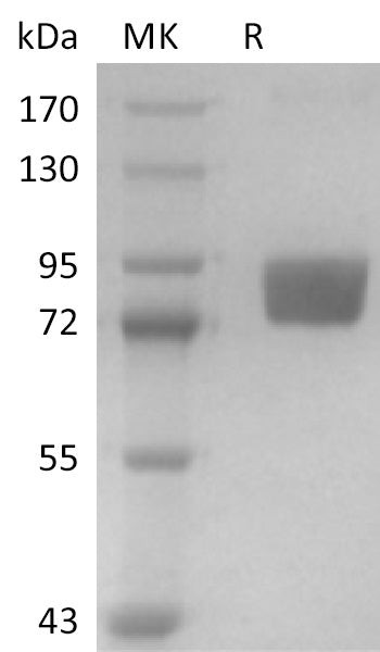 BL-2830NP: Greater than 95% as determined by reducing SDS-PAGE. (QC verified)