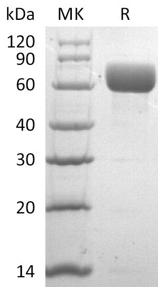 BL-2831NP: Greater than 95% as determined by reducing SDS-PAGE. (QC verified)