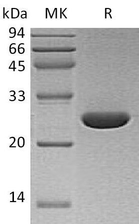 BL-1272NP: Greater than 95% as determined by reducing SDS-PAGE. (QC verified)Recombinant Human UCH-L3 Protein (C-6His)