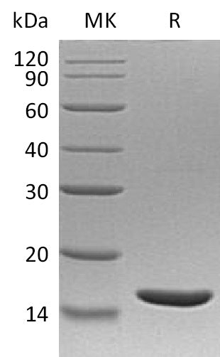 BL-1694NP: Greater than 95% as determined by reducing SDS-PAGE. (QC verified)Recombinant Human TNF beta Protein