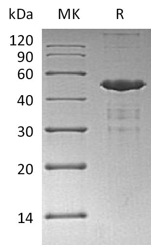 BL-2043NP: Greater than 80% as determined by reducing SDS-PAGE. (QC verified)