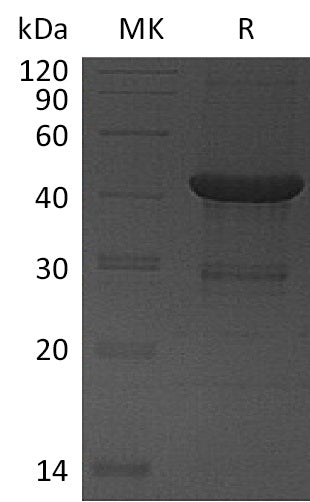 BL-0260NP: Greater than 95% as determined by reducing SDS-PAGE. (QC verified)