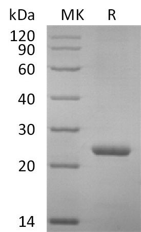 BL-2662NP: Greater than 95% as determined by reducing SDS-PAGE. (QC verified)Recombinant Mouse PRL Protein (C-6His)