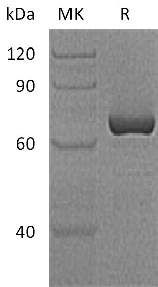 BL-0263NP: Greater than 90% as determined by reducing SDS-PAGE. (QC verified)