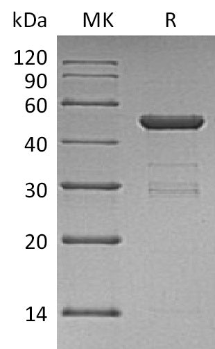 BL-0261NP: Greater than 90% as determined by reducing SDS-PAGE. (QC verified)