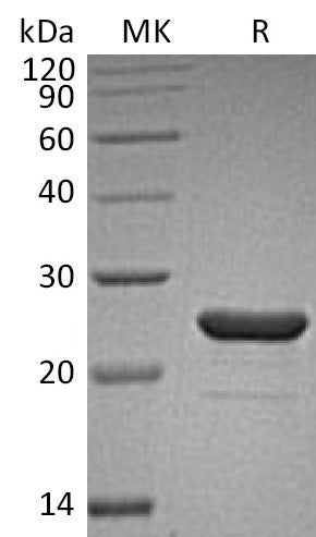 BL-1724NP: Greater than 95% as determined by reducing SDS-PAGE. (QC verified)Recombinant Human FGF-9 Protein