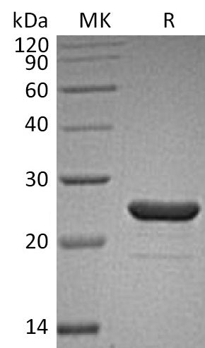 BL-1724NP: Greater than 95% as determined by reducing SDS-PAGE. (QC verified)