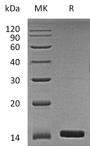 BL-1813NP: Greater than 95% as determined by reducing SDS-PAGE. (QC verified)