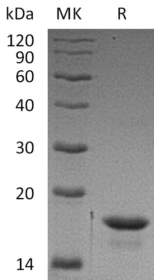 BL-0351NP: Greater than 90% as determined by reducing SDS-PAGE. (QC verified)