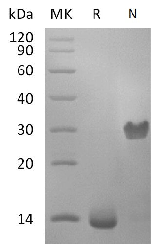 BL-1719NP: Greater than 98% as determined by reducing SDS-PAGE. (QC verified)Recombinant Human PDGF-BB Protein