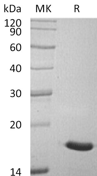 BL-1275NP: Greater than 95% as determined by reducing SDS-PAGE. (QC verified)Recombinant Human LMW-PTP Protein (C-6His)