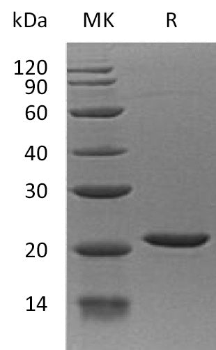 BL-0357NP: Greater than 95% as determined by reducing SDS-PAGE. (QC verified)