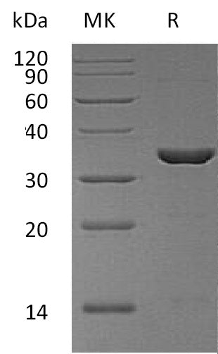 BL-1280NP: Greater than 95% as determined by reducing SDS-PAGE. (QC verified)Recombinant Human PPIE Protein (N-6His)