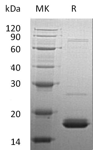 BL-0355NP: Greater than 90% as determined by reducing SDS-PAGE. (QC verified)