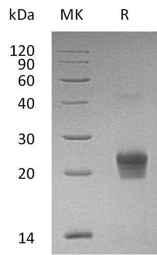 BL-1279NP: Greater than 95% as determined by reducing SDS-PAGE. (QC verified)Recombinant Human GGCT Protein (N-6His)