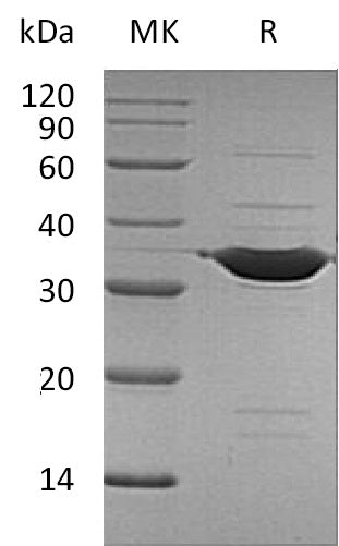 BL-2045NP: Greater than 90% as determined by reducing SDS-PAGE. (QC verified)