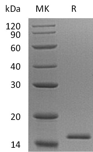 BL-0358NP: Greater than 95% as determined by reducing SDS-PAGE. (QC verified)