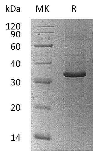 BL-1683NP: Greater than 95% as determined by reducing SDS-PAGE. (QC verified)
