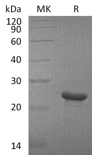 BL-0359NP: Greater than 95% as determined by reducing SDS-PAGE. (QC verified)