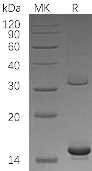 BL-1285NP: Greater than 95% as determined by reducing SDS-PAGE. (QC verified)Recombinant Human HBAZ Protein (N-6His)