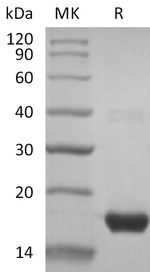 BL-1283NP: Greater than 95% as determined by reducing SDS-PAGE. (QC verified)Recombinant Human GGACT Protein (N-6His)
