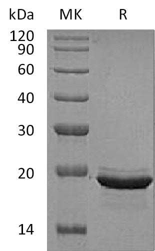 BL-1761NP: Greater than 95% as determined by reducing SDS-PAGE. (QC verified)Recombinant Human FGF-12 Protein