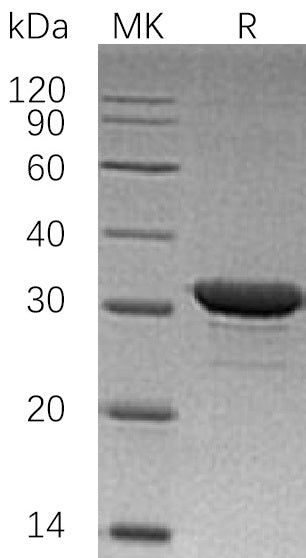 BL-1287NP: Greater than 95% as determined by reducing SDS-PAGE. (QC verified)Recombinant Human IMPase1 Protein (N-6His)