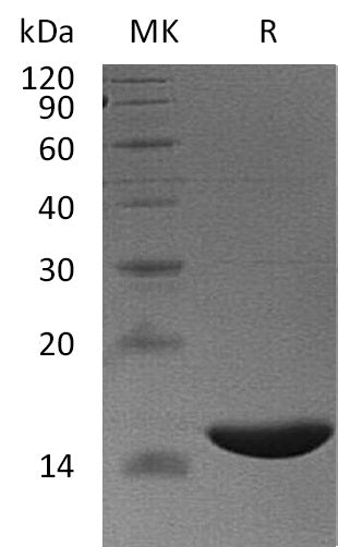 BL-1281NP: Greater than 95% as determined by reducing SDS-PAGE. (QC verified)Recombinant Human FABP6 Protein (N-6His)