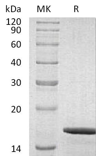 BL-2026NP: Greater than 95% as determined by reducing SDS-PAGE. (QC verified)