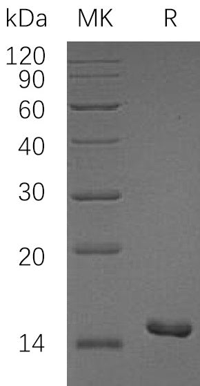 BL-1294NP: Greater than 95% as determined by reducing SDS-PAGE. (QC verified)