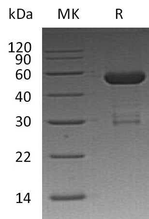 BL-0264NP: Greater than 95% as determined by reducing SDS-PAGE. (QC verified)