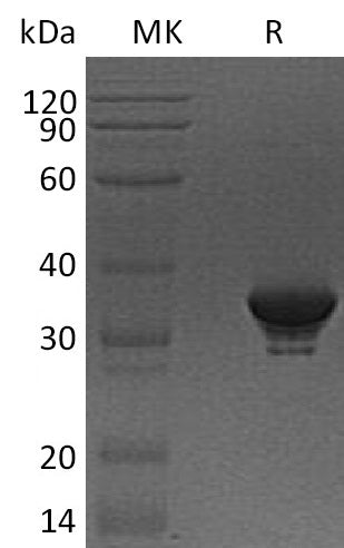 BL-1302NP: Greater than 95% as determined by reducing SDS-PAGE. (QC verified)