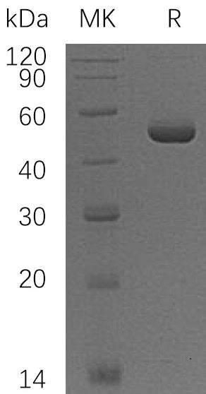 BL-1296NP: Greater than 95% as determined by reducing SDS-PAGE. (QC verified)
